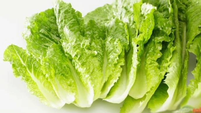 Lettuce (salad patta)