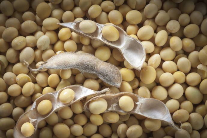 Soya beans to remove bad cholesterol