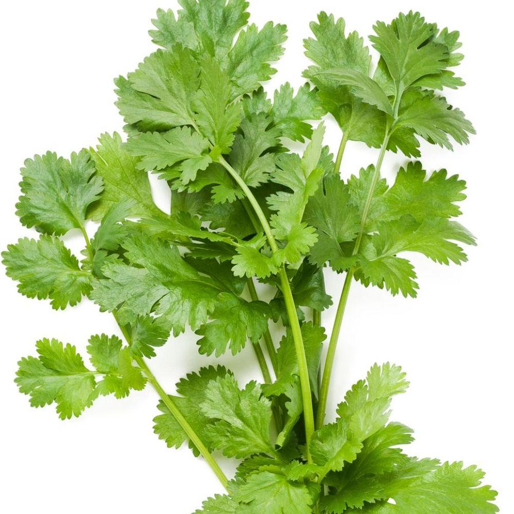 Coriander / parsley