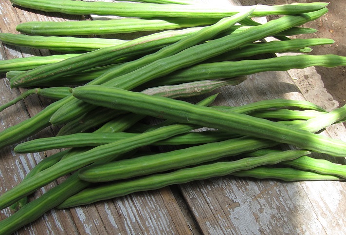Moringa oleifera / drumsticks